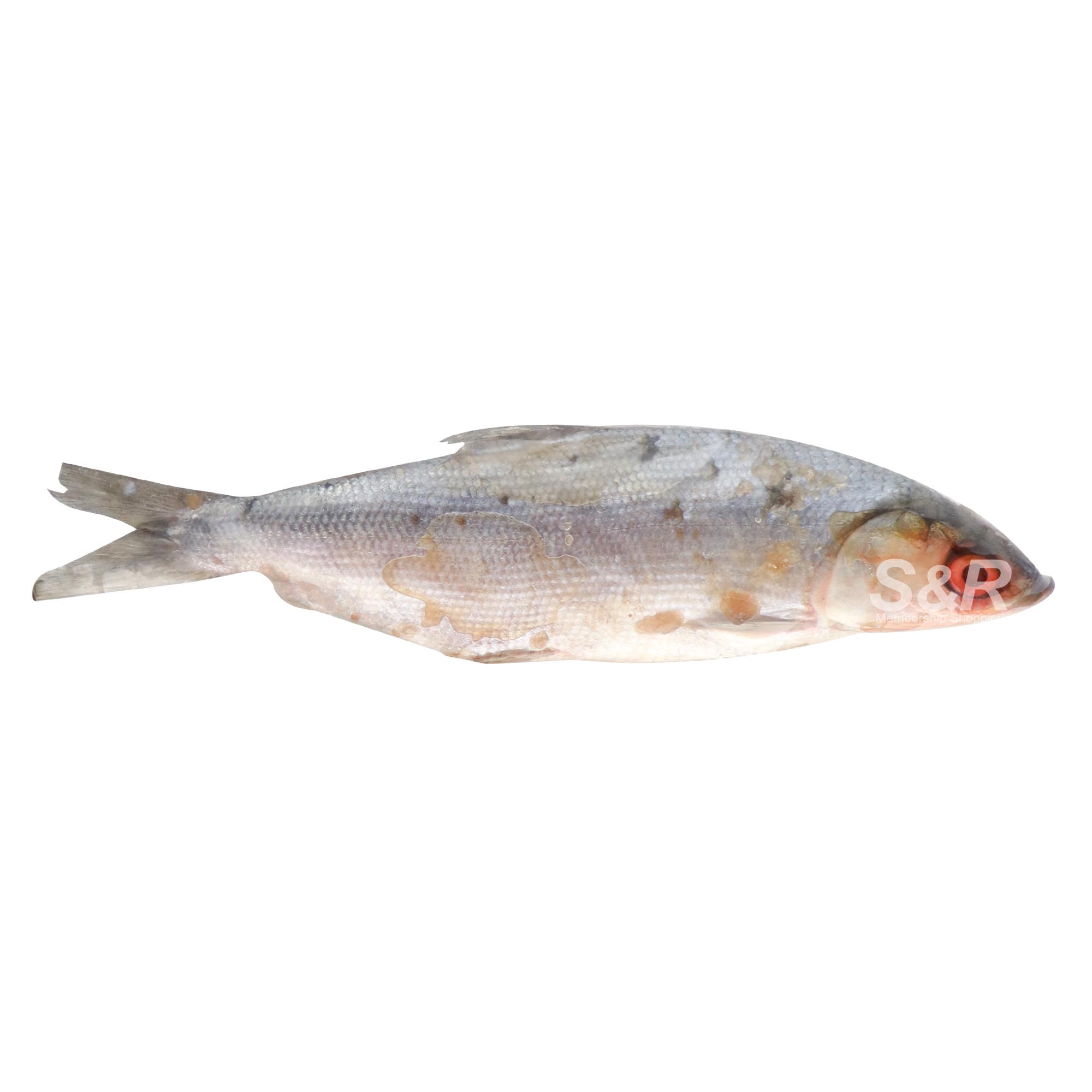 S&R Bangus XL approx. 1.3kg